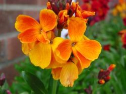 Orange Flower in Garden