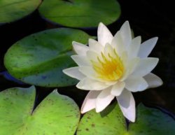 white Flower in the Garden